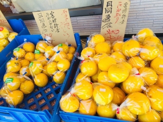 「宮崎といえば日向夏！【お肉・野菜・果物は宮崎市清武町の黒木商店で♪】」