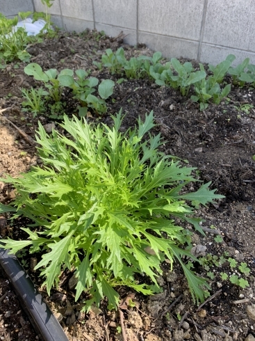 「畑の野菜たち」