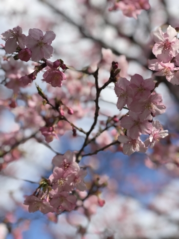 「あなたが写した「磯子の桜」」