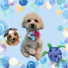 「Dog salon mofu mofu　余市町」