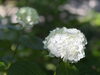 「【新居浜市山田町／あじさいロード】初夏の絶景に癒やされる🌿 山田あじさいロードを歩いてきました！2026年6月10日」