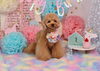 Happy　birthday　立くん「Anniversary photo　(^O^)」