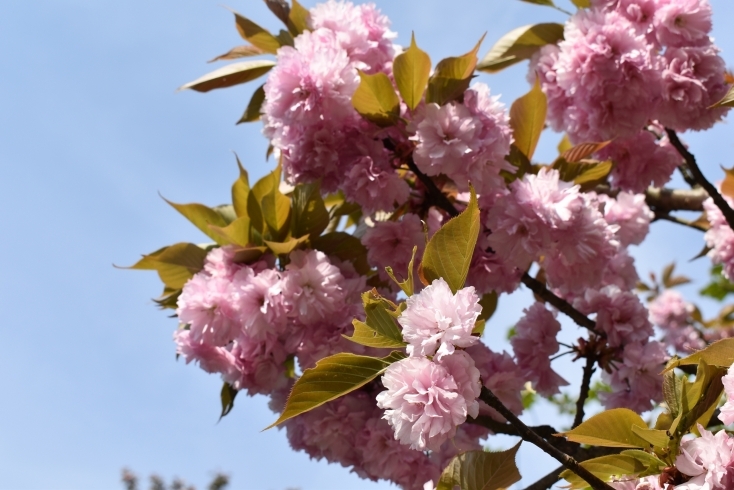 「～本日のヤエ桜情報～」