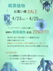 「観葉植物お買い得SALE」