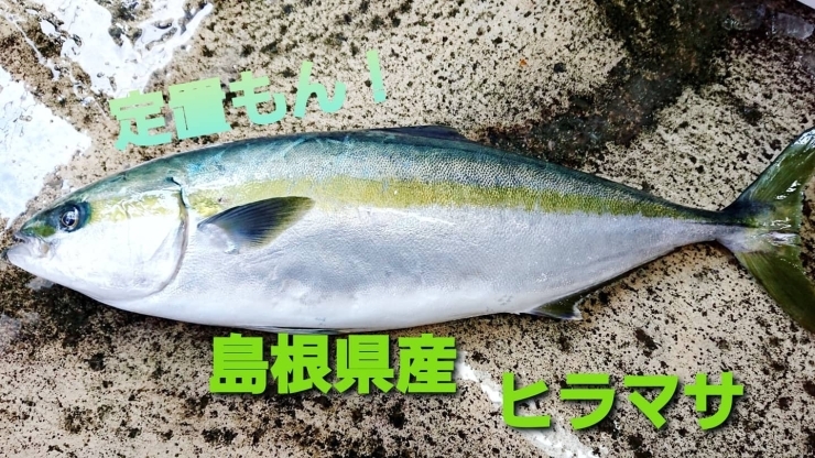 「○本日のお刺身○【定置もん】島根県産ヒラマサ、天然タイ」