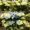 星あつめ　青「紫陽花『星あつめ』入荷しました！」