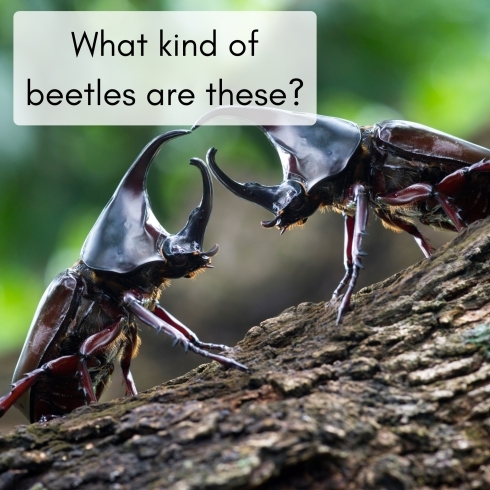 Beetles!!!「Teacher'sコーナー62号 Collecting insects?! 蘇我駅近くの英会話教室】043-209-2310」