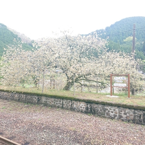 「岩山駅の鬱金桜を見てきました！」