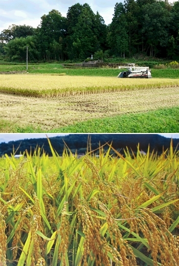 米作りに適した三和台地の田園風景。「美和桜酒造 有限会社」