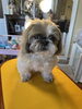 初めまして‼️みかんちゃん「初めてご来店　シーズーのみかんちゃん」