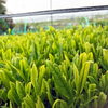 「春の暖かい日々で茶葉がすくすく成長中！」