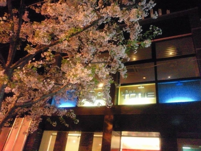 「小樽のバー・ハーフトーンでは、夜桜が楽しめます。当店独自の小樽割りと共に夜桜を楽しんでみませんか」