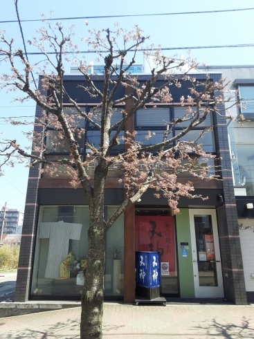 「み神です　お店の前の　桜が咲き始めました！」