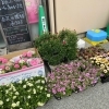 春の花苗入荷♪
