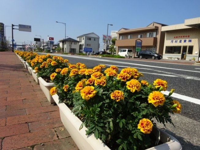 「フラワーサポーター（花植え、水やり、除草などの維持管理作業）」