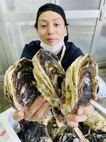 養殖イワカキとアツヒト「島根が誇る話題の名産「養殖・岩牡蠣(イワカキ)」！！」