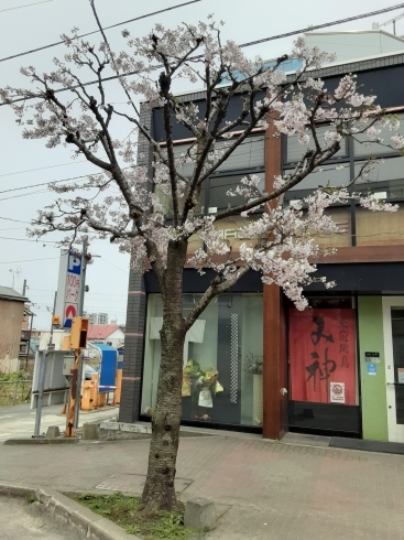 「桜が、満開になりました！」