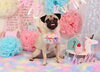 Happy birthday　ムッ太くん「Anniversary photo　(^O^)／」