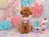 Happy　birthday　ココアちゃん「Anniversary photo　(^O^)／」