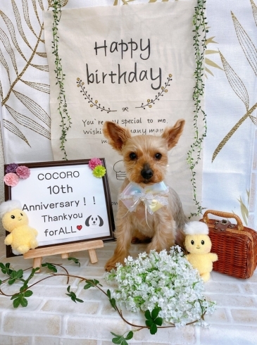 「COCORO10周年を記念したかわいい1枚」