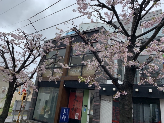 「小樽、花銀商店街通りでは桜が満開です。夜桜と当店独自の小樽割りと共にお酒を楽しんでみませんか」