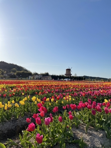 「５月良い季節になりましたね」