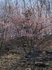 桜咲いたね「RanRanのゴールデンウィーク　」