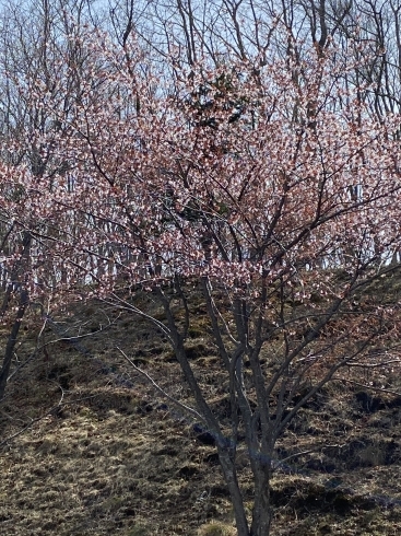 桜咲いたね「RanRanのゴールデンウィーク　」