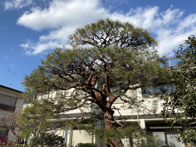 赤松の剪定 横浜市 南区 戸塚区 保土ヶ谷区 港南区 栄区 鎌倉市の造園屋さん庭和 庭和のニュース まいぷれ 横浜市南区