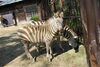 ①「グラントシマウマのウララが向かう先には・・・」