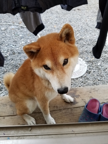 「迷い犬を探しています【新居浜市清水町付近】」