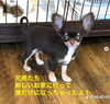 「１月3日生まれで、現在体重700グラムの極小くんです。」