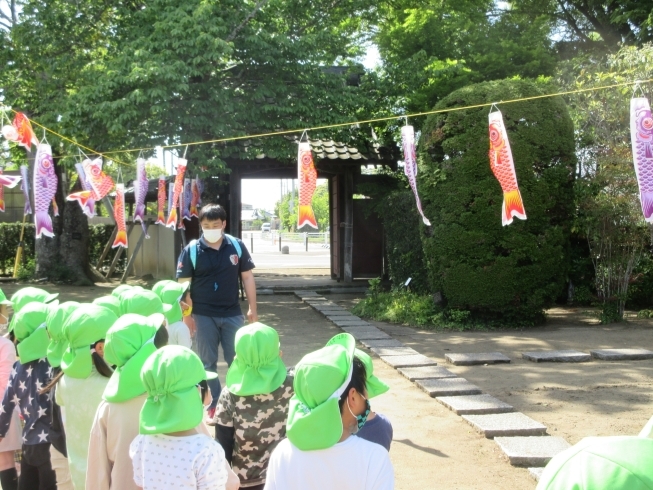 こいのぼりたくさんあるね「家老屋敷に行ったよ♪」