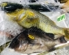 「西海物産館・魚魚市場鮮魚コーナーおすすめ商品は「フエフキダイ・コウクロダイ・本カツオ」入荷してます！」
