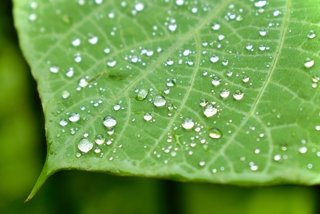 「梅雨・熱中症」