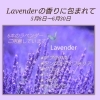6種類のラベンダーの香りが揃いました Pono 妖怪の住む町 境港 天然ヘナとアロマとオイルトリートメント Pono ヘナ オーガニックのニュース まいぷれ 米子