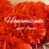 花みずきぷち ふるーる両三柳店 花 ガーデニング まいぷれ 米子