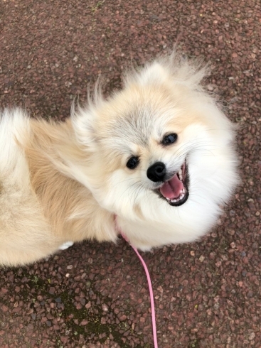 「楽しくメリハリを利かせてお勉強♪新潟市中央区★犬の保育園♪HappyTail」