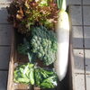 「今週のお野菜」