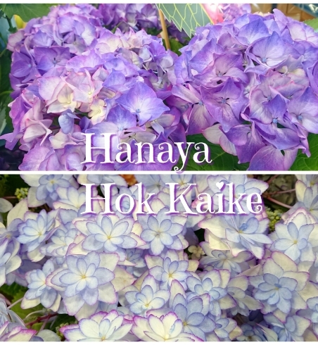 「【はなやHOK皆生】blue purple…pink！」