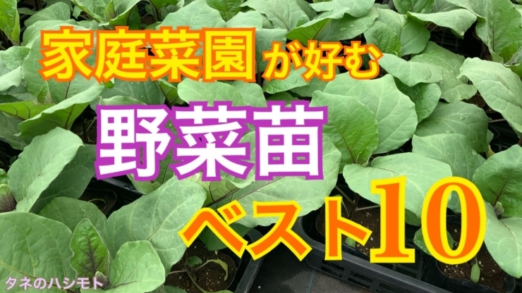 「【タネ屋さんに来る】家庭菜園に人気で栽培したい野菜ベスト１０　タネのハシモト」