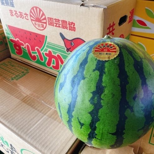 「今年も「丸朝(まるあさ)」の入荷が始まったよー！！ 千葉県産「丸朝すいか」。」