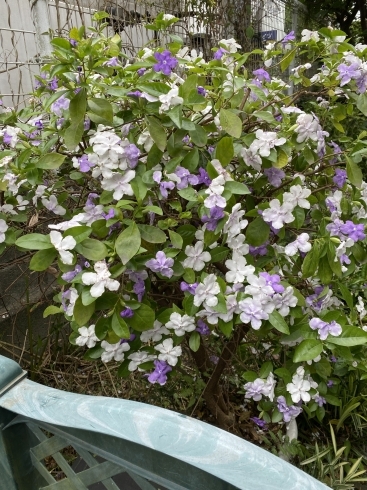 ニオイバンマツリ「花の色が変化する⁉️ニオイバンマツリ❗️横浜市磯子区、金沢区、植木、造園のご相談は庭一」