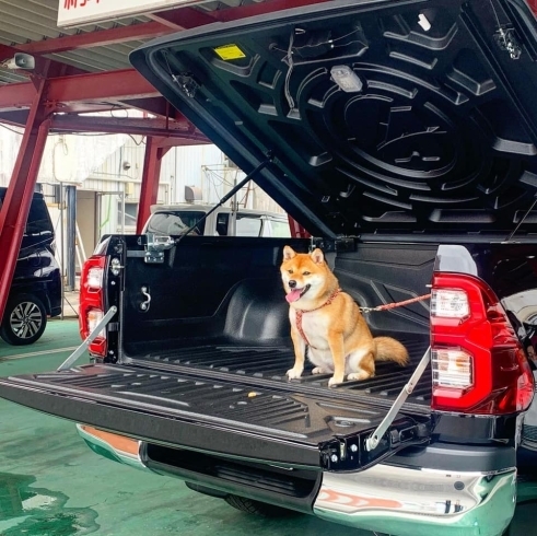 「「愛犬の日」スタッフのワンちゃんが遊びに来てくれました！」