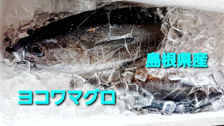 「○本日のお刺身○【島根県産】ヨコワマグロ、天然タイ○本日のお惣菜も数種ございます！」