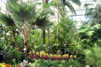 日本屈指の大きさを誇り、熱帯・亜熱帯の植物を観賞できる大温室「広島市植物公園」