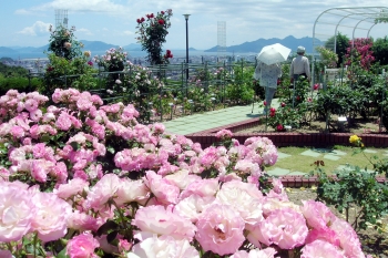 オールドローズなど約650品種のバラ園は５月中旬が見頃「広島市植物公園」