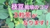 3粒莢を目指せ 失敗しない枝豆栽培 タネのハシモト タネのハシモトのニュース なめがた日和 行方市