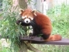 臨時休園中のレッサーパンダ 愛媛県立とべ動物園のニュース まいぷれ 松山 伊予 東温 松前 砥部