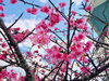今年沖縄で開花の桜です(沖縄の友人より届きました)「〜6月お得エステ(お詫び)〜」